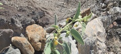 Horsfordia newberryi