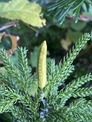 Dendrolycopodium dendroideum