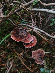 Hydnellum peckii