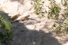 Sceloporus torquatus