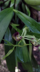 Prosthechea cochleata