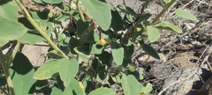 Horsfordia newberryi