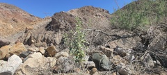 Horsfordia newberryi