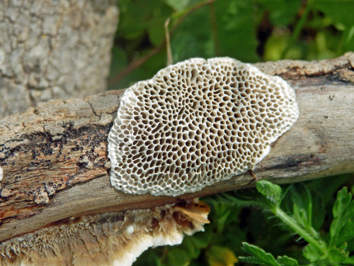 Minkštoji urvuotė nuotrauka