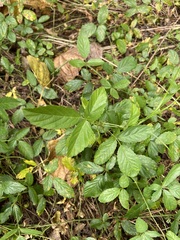 Rubus flagellaris
