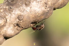 Copestylum violaceum