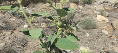 Horsfordia newberryi