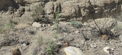 Horsfordia newberryi