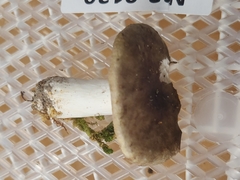 Russula vinacea
