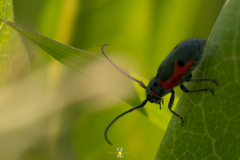 Tetraopes discoideus
