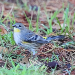 Setophaga coronata auduboni