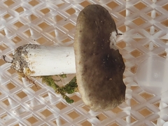 Russula vinacea