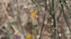 Bebbia juncea aspera