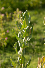 Asclepias notha
