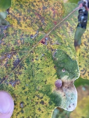 Acraspis quercushirta