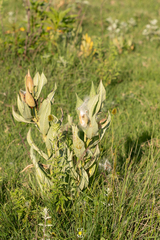 Asclepias notha