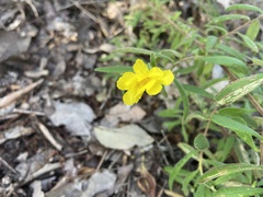 Hibbertia furfuracea