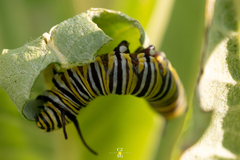 Danaus plexippus plexippus