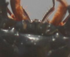 Pasimachus subsulcatus