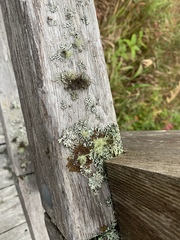 Hypogymnia physodes