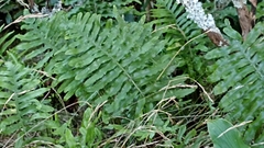 Polypodium macaronesicum azoricum