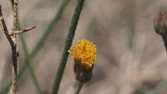 Bebbia juncea aspera