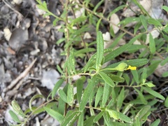 Hibbertia furfuracea