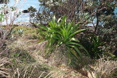 Crinum pedunculatum