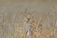 Ammodramus humeralis