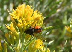 Tachinini