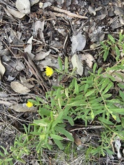 Hibbertia furfuracea