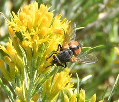 Tachinini