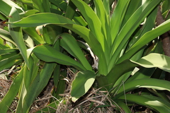 Crinum pedunculatum