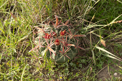 Ferocactus latispinus
