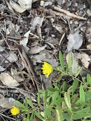 Hibbertia furfuracea