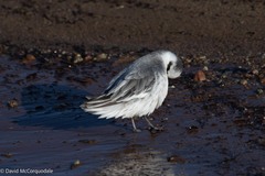 Phalaropus fulicarius