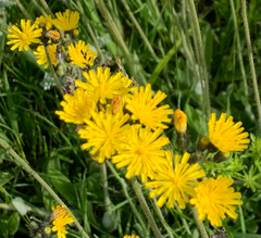 Pilosella caespitosa