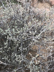 Oedera oppositifolia