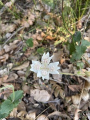 Xanthosia rotundifolia