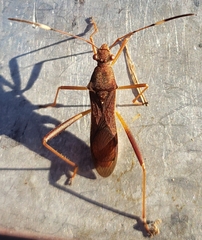 Megalotomus
