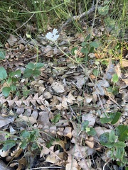 Xanthosia rotundifolia