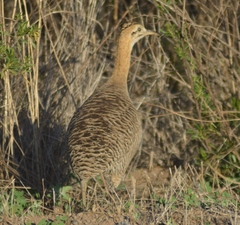 Rhynchotus rufescens