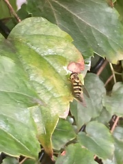 Syrphus knabi
