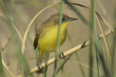 Pseudocolopteryx citreola