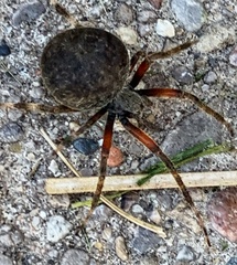 Araneus saevus