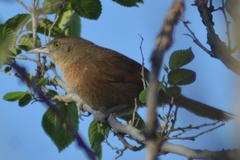 Phacellodomus striaticollis