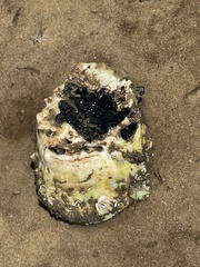 Crassostrea virginica