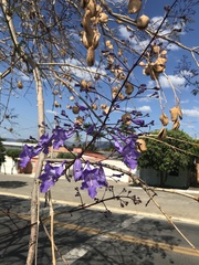 Jacaranda cuspidifolia
