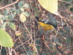 Pheucticus aureoventris