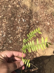 Jacaranda cuspidifolia